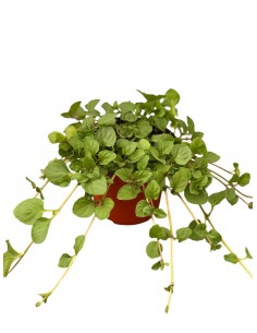 copy of Ice Mint Plant