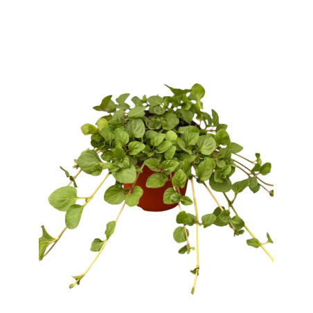 Pianta di Menta Ghiaccio in Vaso 14cm-Piante Aromatiche| Mondo Piante