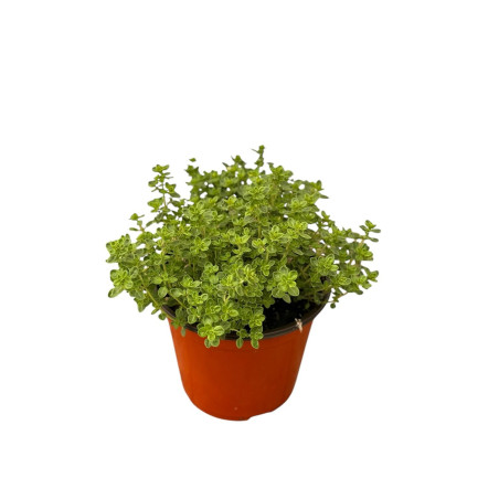 Pianta di Timo al Limone Vaso 14cm-Piante Aromatiche|Mondo Piante