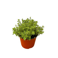 Pianta di Timo al Limone Vaso 14cm-Piante Aromatiche|Mondo Piante