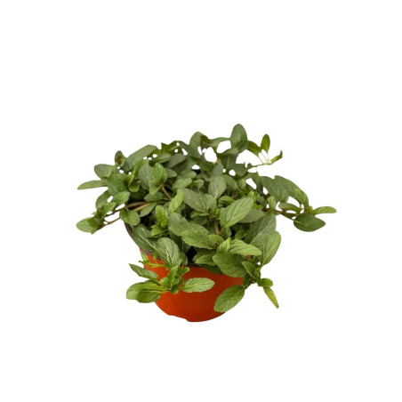 Pianta di Menta Arancio in Vaso 14cm-Piante Aromatiche| Mondo Piante
