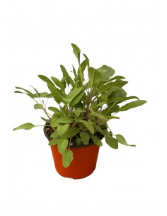 Pianta di Salvia Purpurea...