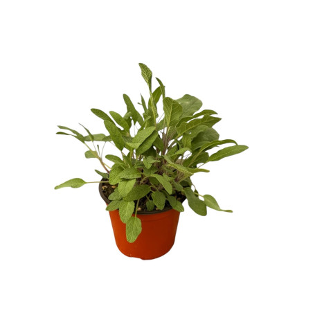 Pianta di Salvia Purpurea in Vaso 14cm-Piante Aromatiche | Mondo Piante