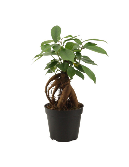 Vendita Bonsai Ficus Retusa Vaso 7cm-Bonsai OnLine|Vivaio Mondo Piante