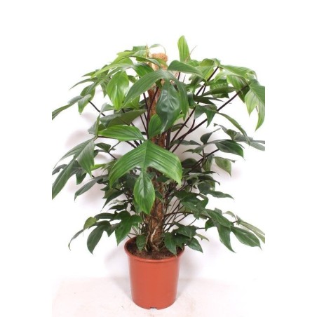 Vendita Philodendron Pedatum Bastone-Piante Verdi Online|Mondo Piante