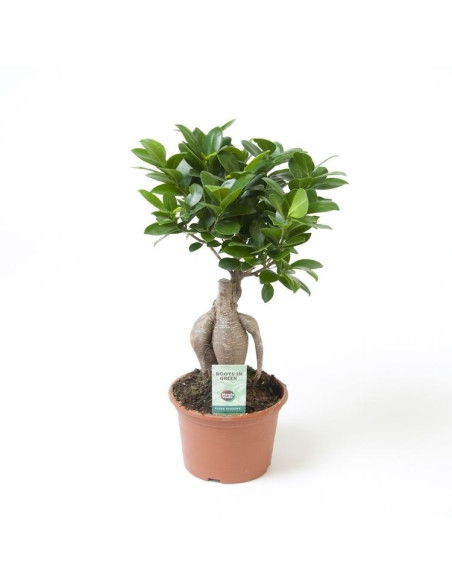 On-line Sale of Bonsai Ficus Ginseng - Bonsai OnLine|Mondo Piante