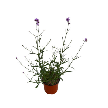 Pianta Verbena bonariensis Vaso 18 cm: Vendita | Mondo Piante