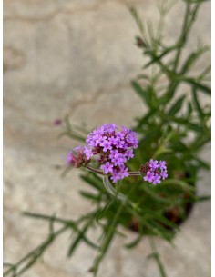 copy of Verbena Plant 2