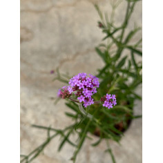 Pianta Verbena bonariensis Vaso 18 cm: Vendita | Mondo Piante 2