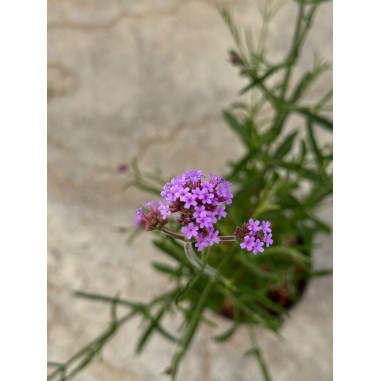 5 Piante di Verbena bonariensis 18cm-Piante Da Cespuglio|Mondo Piante