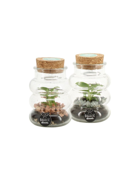 Terrarium Fittonia Spirale Diametro 7cm - Terrarium|Mondo Piante