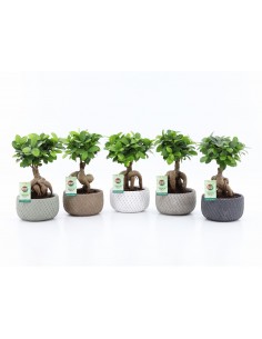 Ficus micr. Ginseng Classic...