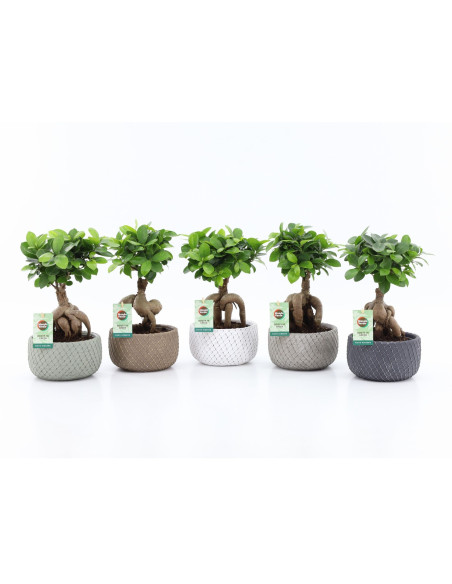 Pianta di Ficus micr. Ginseng Classic Stone|Vivaio Mondo Piante