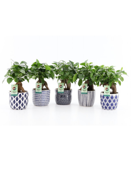 On-line Sale of Bonsai Ficus Ginseng - Bonsai OnLine|Mondo Piante