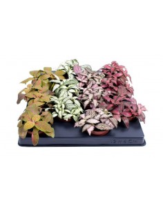 Pianta di Fittonia Mini... 2