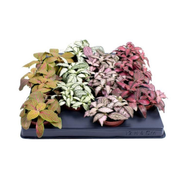 Vendita Pianta di Fittonia - Piante verdi |Vivaio Mondo Piante