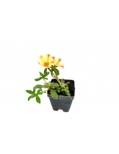 5 Piante di Portulaca in... 2