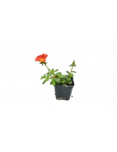 copy of Drosanthemum Plant