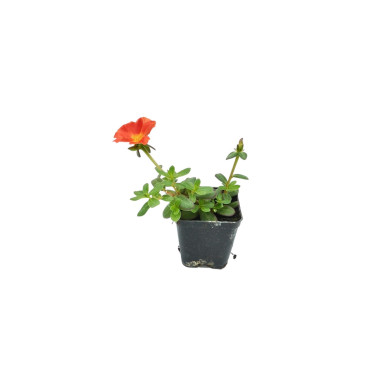 5 Piante di Portulaca vaso 7cm - Piante Da Cespuglio | Mondo Piante