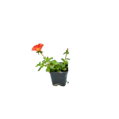 Drosanthemum Plant for Sale - Bush Plants Online | Mondo Piante