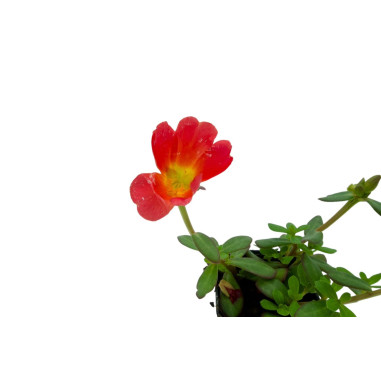 Drosanthemum Plant for Sale - Bush Plants Online | Mondo Piante