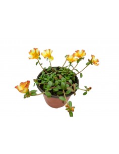 copy of Drosanthemum Plant