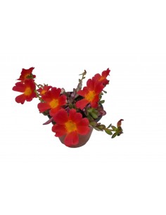 1 Pianta di Portulaca in... 2