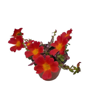1 Pianta di Portulaca vaso 7cm - Piante Tappezzanti | Mondo Piante