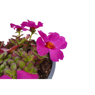 1 Pianta di Portulaca vaso 7cm - Piante Tappezzanti | Mondo Piante