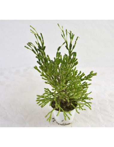 Vendita Pianta Grassa Crassula Muscosa | MondoPiante