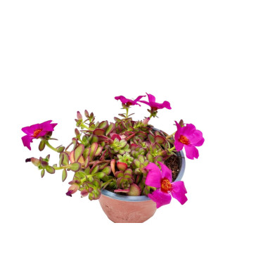 1 Pianta di Portulaca vaso 7cm - Piante Tappezzanti | Mondo Piante