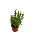 Pianta di Rosmarino Officinale in Vaso 14cm-Aromatica e Profumata