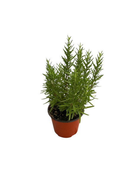 Vendita Pianta di Rosmarino in Vaso 14-Piante Aromatiche | MondoPiante