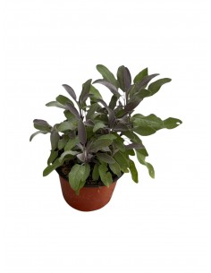 Pianta di Salvia Rossa in...