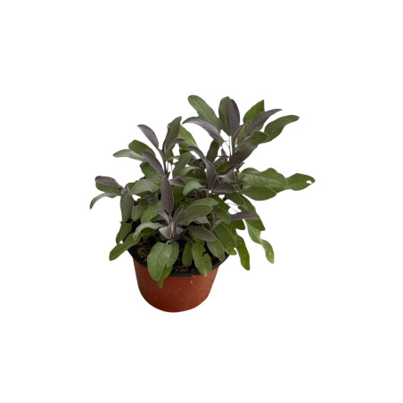 On-line Sale of the Sage plant-Aromatic Plants|Vivaio Mondo Piante