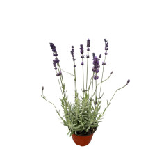 Vendita Pianta di Lavanda Vaso 14 | Mondo Piante