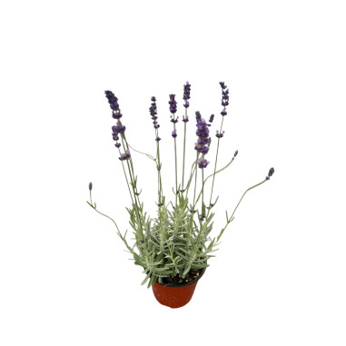 Vendita Pianta di Lavanda Vaso 14 | Mondo Piante