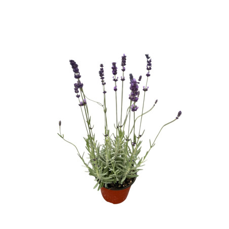 Pianta Di Lavanda Vaso 24cm- Piante Aromatiche Online|Mondo Piante