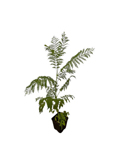 Kit 5 Piante Jacaranda Vaso 7 cm: Vendita | Mondo Piante
