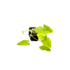 Kit 5 Piante Aristolochia Gigantea Vaso 7 cm | Mondo Piante