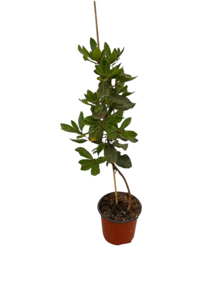 Astone di Corbezzolo Vaso 17cm - Piante Da Cespuglio |Mondo Piante