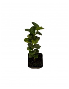 copy of Carissa Grandiflora...