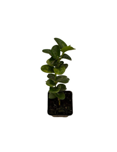 5 Piante di Carissa Grandiflora Vaso 7cm-Cespugli|Mondo Piante