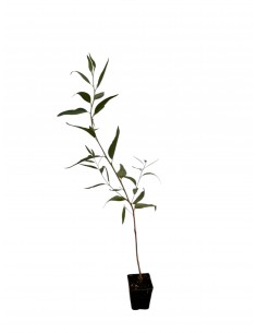 copy of Eucalyptus Trabutii...