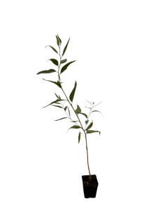 Pianta Eucalipto Trabutii Vaso 7 cm: Vendita | Mondo Piante