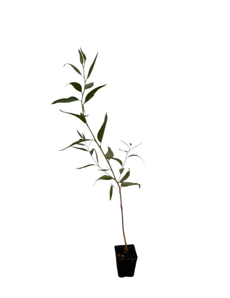 Sale Eucalyptus Trabutii Plant Garden Trees | Mondo Piante