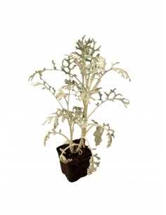Cineraria Sylver Dust...