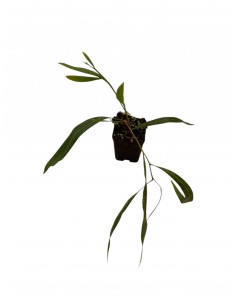 Acacia tree