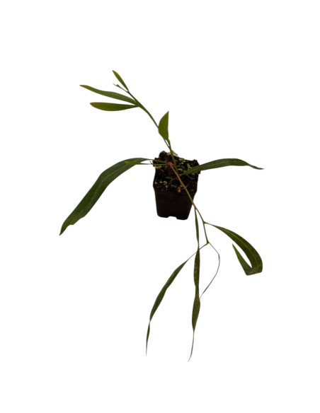 5x Piante Acacia Saligna Vaso 7cm | Mimosa | Mondo Piante