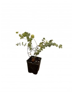 copy of Chorisia tree